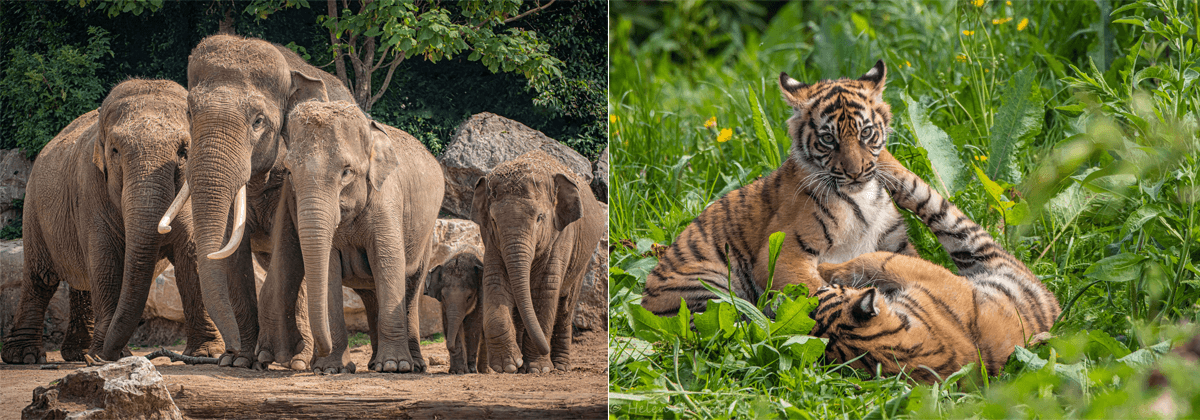 Chester Zoo Discounts Banner