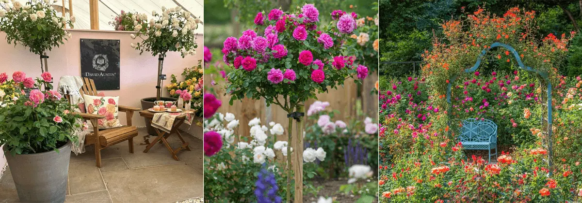 David Austin Roses Discounts Banner
