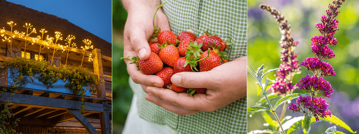 Sarah Raven Discounts Banner